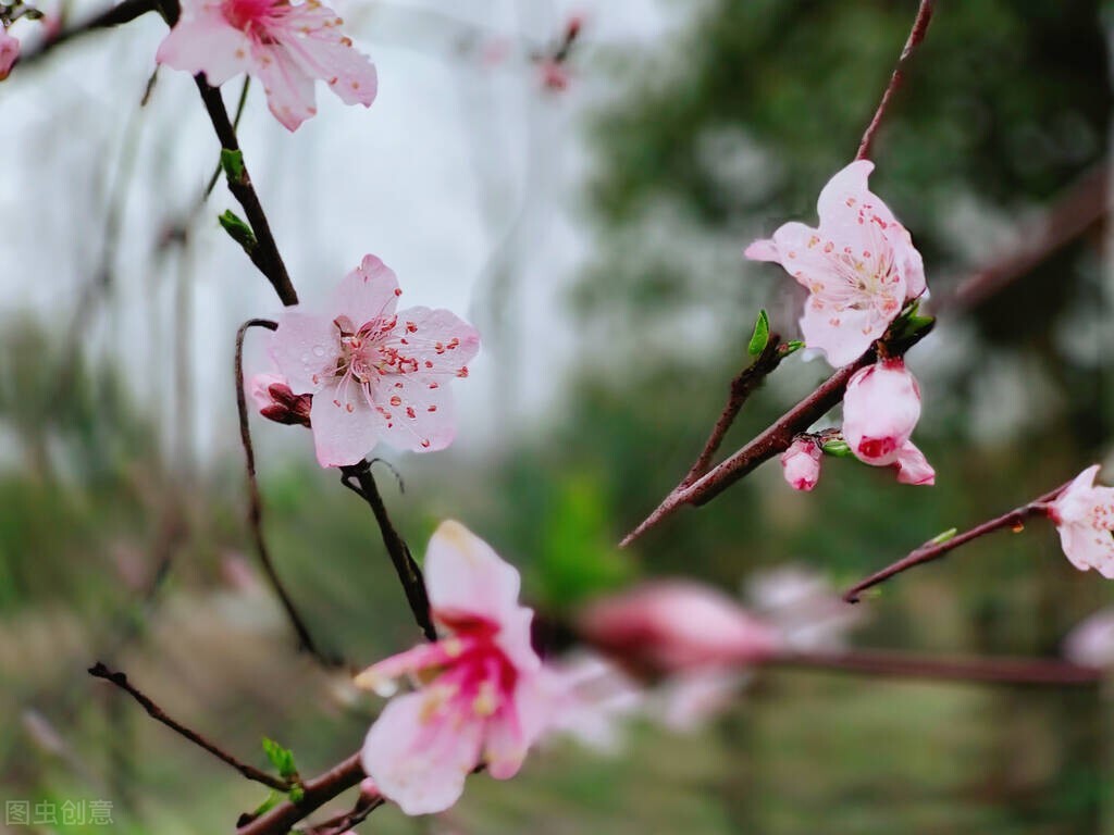 春季生发应如何调理肝脏,中医春季如何调肝养肝
