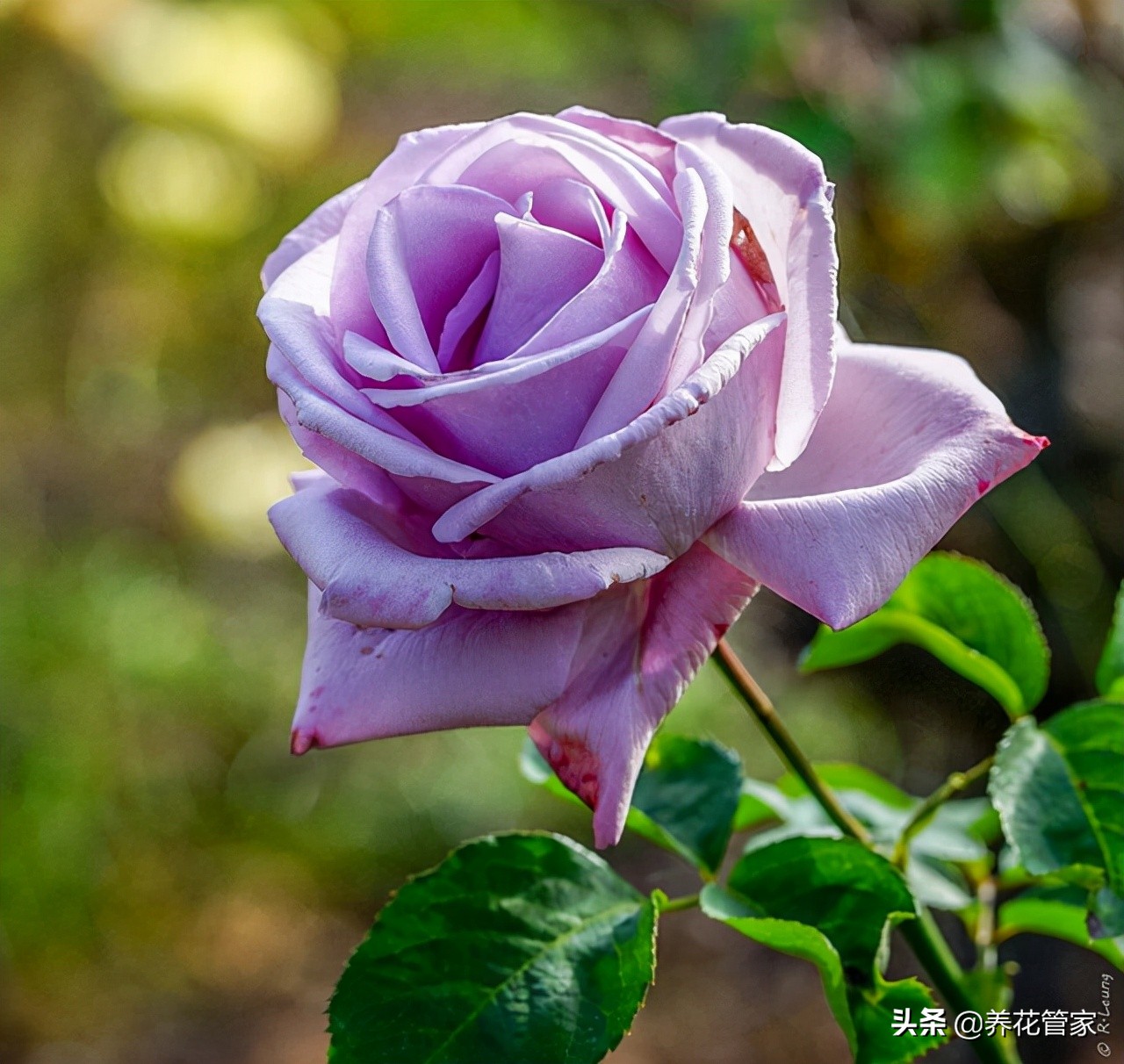 哪种紫色的月季最好看,蓝紫色的月季有哪些