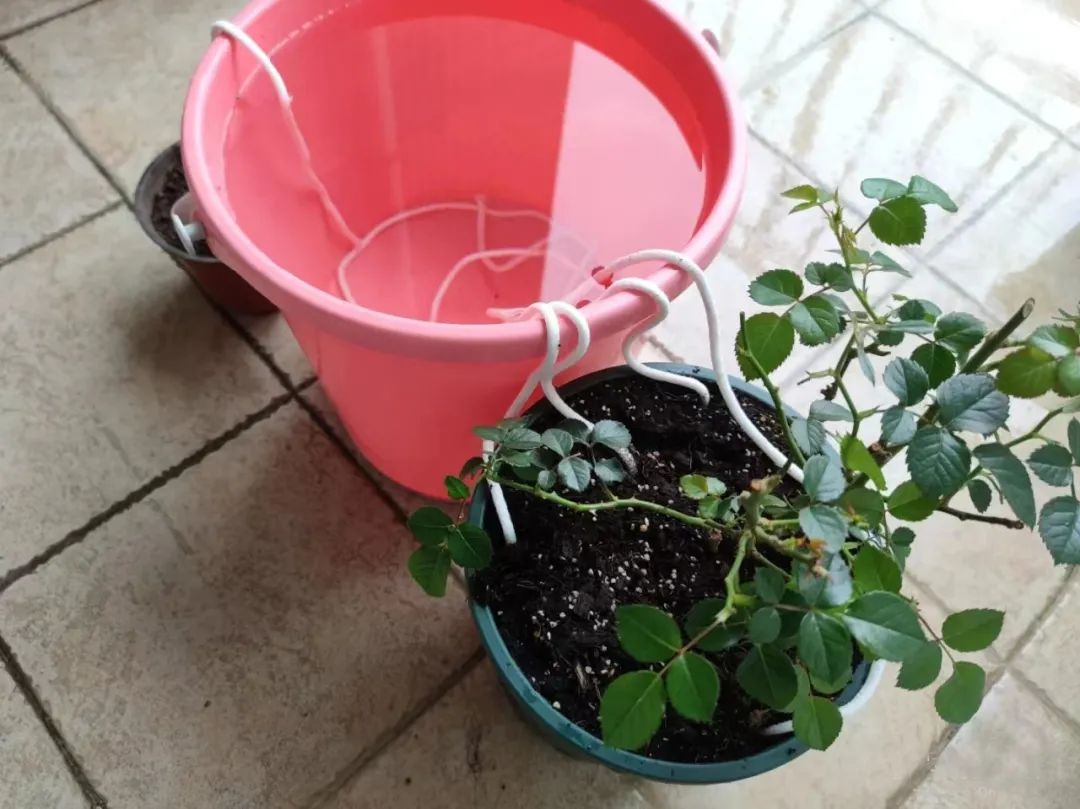 浇水的正确方法和技巧视频,浇水的技巧绝对是个重要的环节