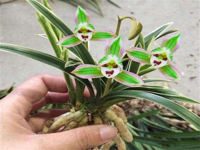 帝王妃金边矮种兰花带花苞,金边兰花帝王妃几月开花