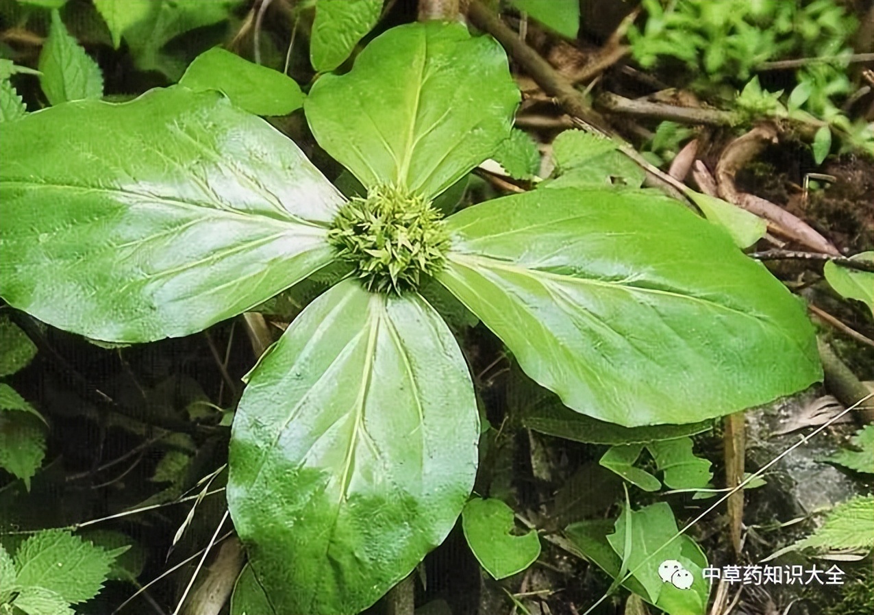 中药四块瓦的配方,中药四块瓦都有哪些用途