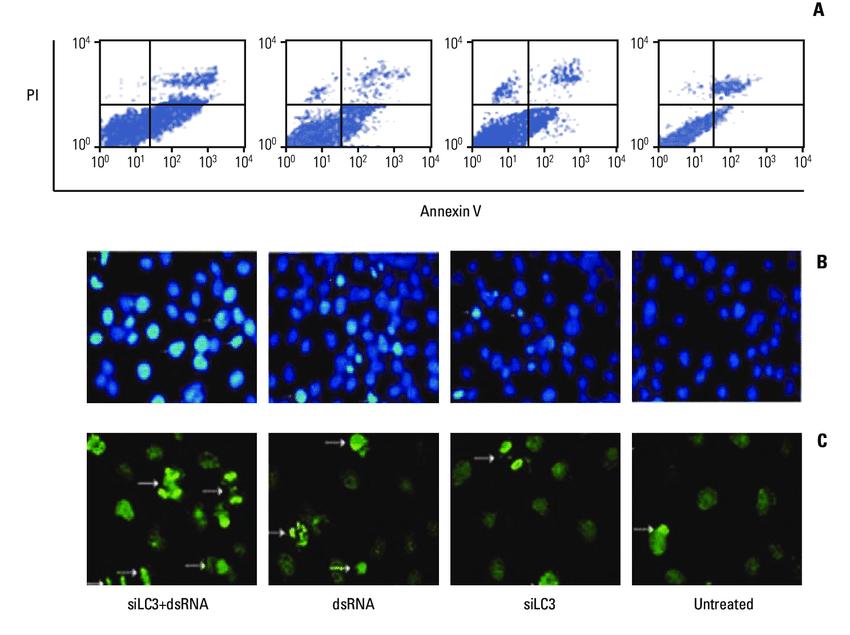 嵌合犬瘟热病毒Ｈ基因的重组狂犬病病毒的构建及免疫原性研究