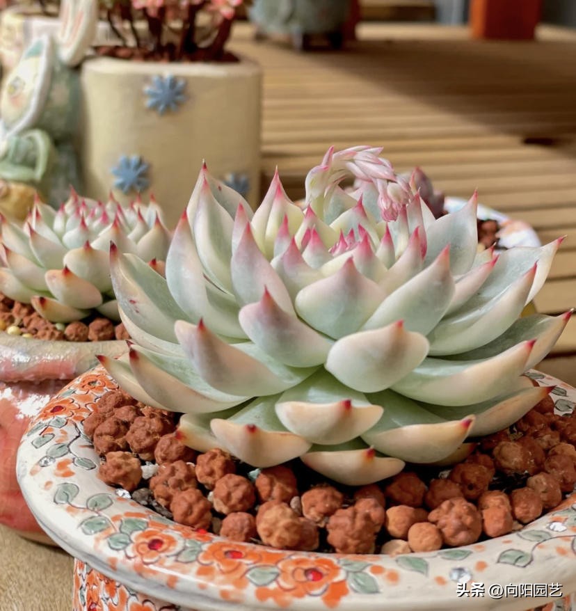 吉娃娃如何养好根又不徒长,吉娃娃怎么养才能活得久