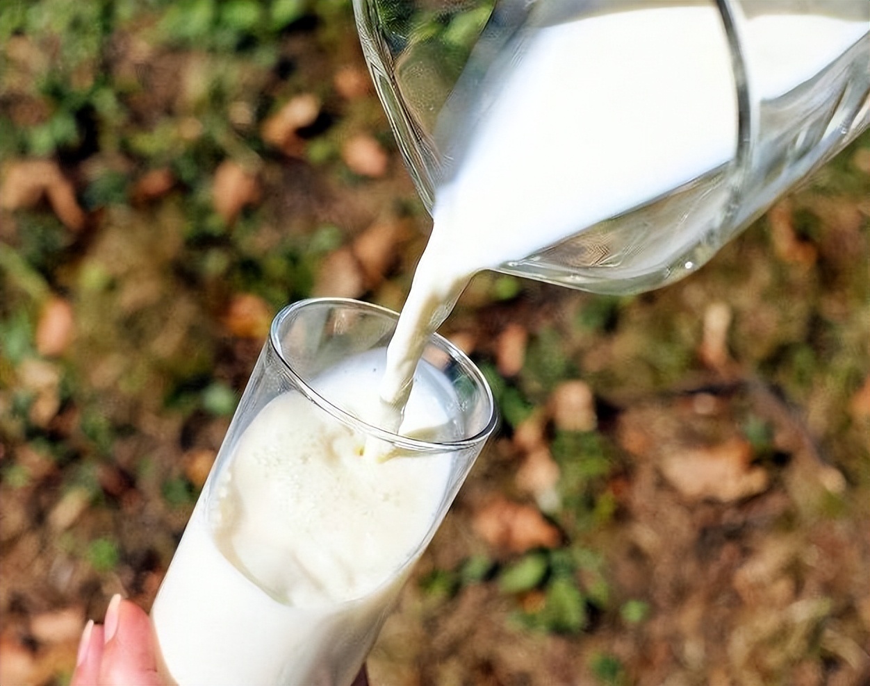 老人喝牛奶与不喝牛奶的区别,喝牛奶与不喝牛奶老人有什么区别