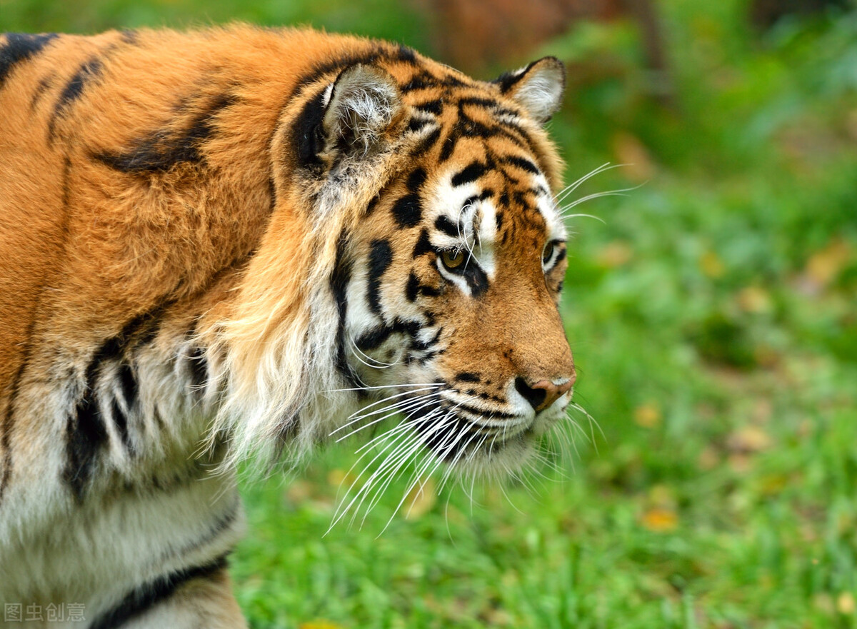 为什么都是狮子守门口老虎堂中坐,为什么狮子坐门口老虎坐中堂