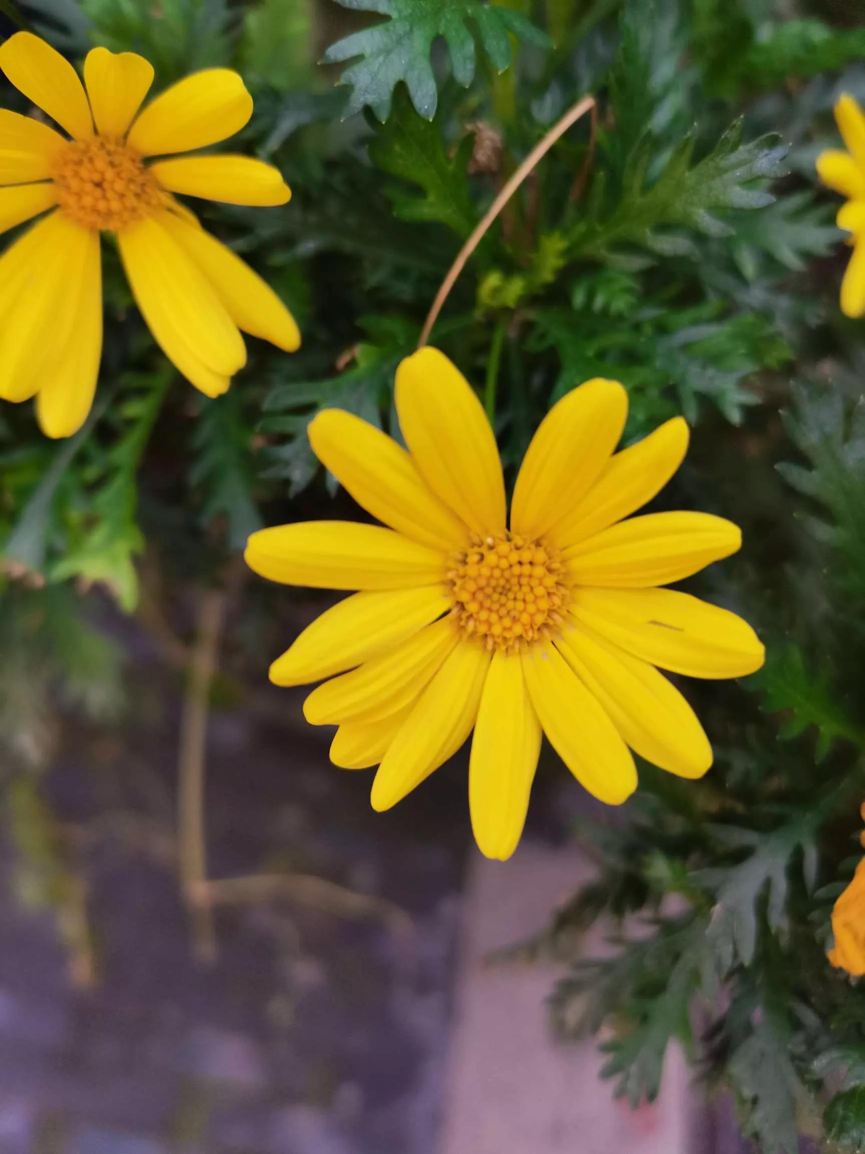 认识各种花的花名,认识各种花的名称