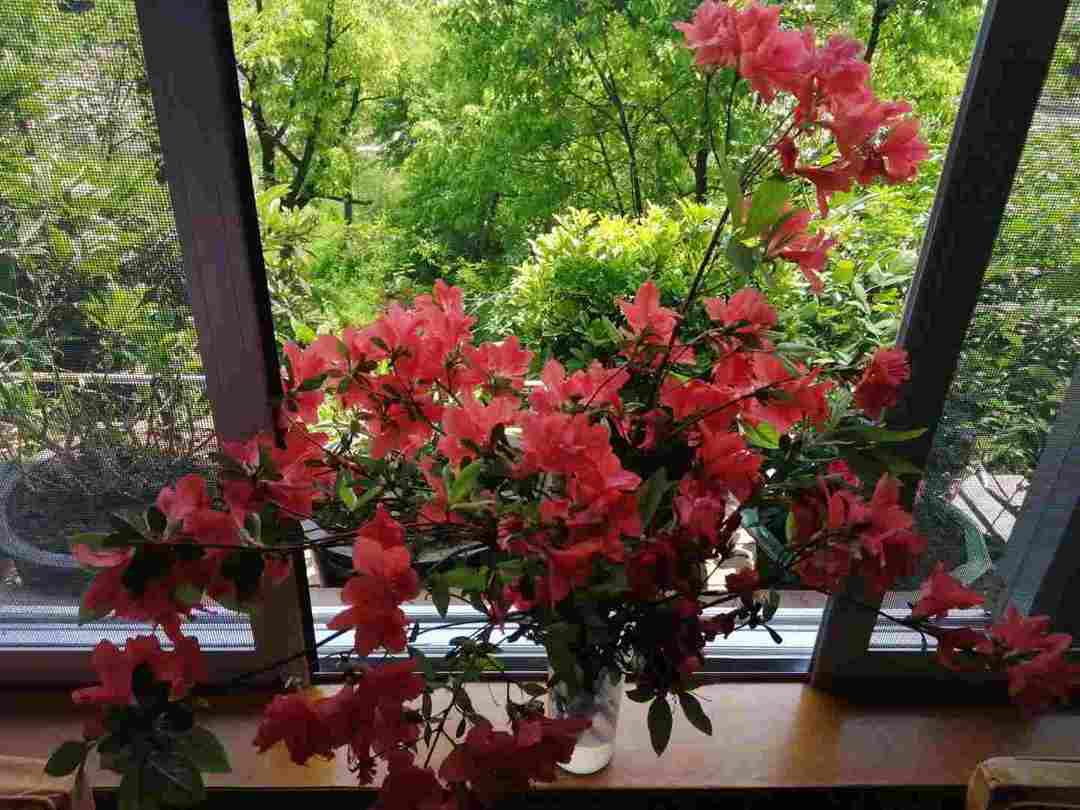 漫山的野花开了，可以回村看看了