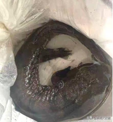 钓鱼钓到了娃娃鱼怎么办,野钓碰见黄色的娃娃鱼