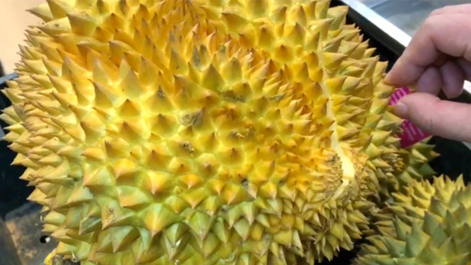 买榴莲就要挑母的学会这四招,买榴莲怎么挑熟一点