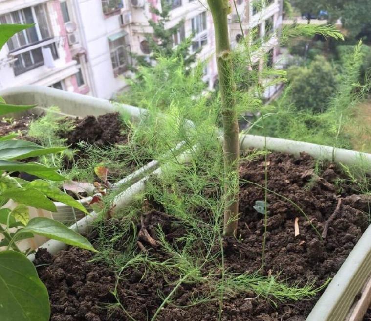 阳台种芦笋怎么养才能长得快,阳台适合栽什么样的芦笋