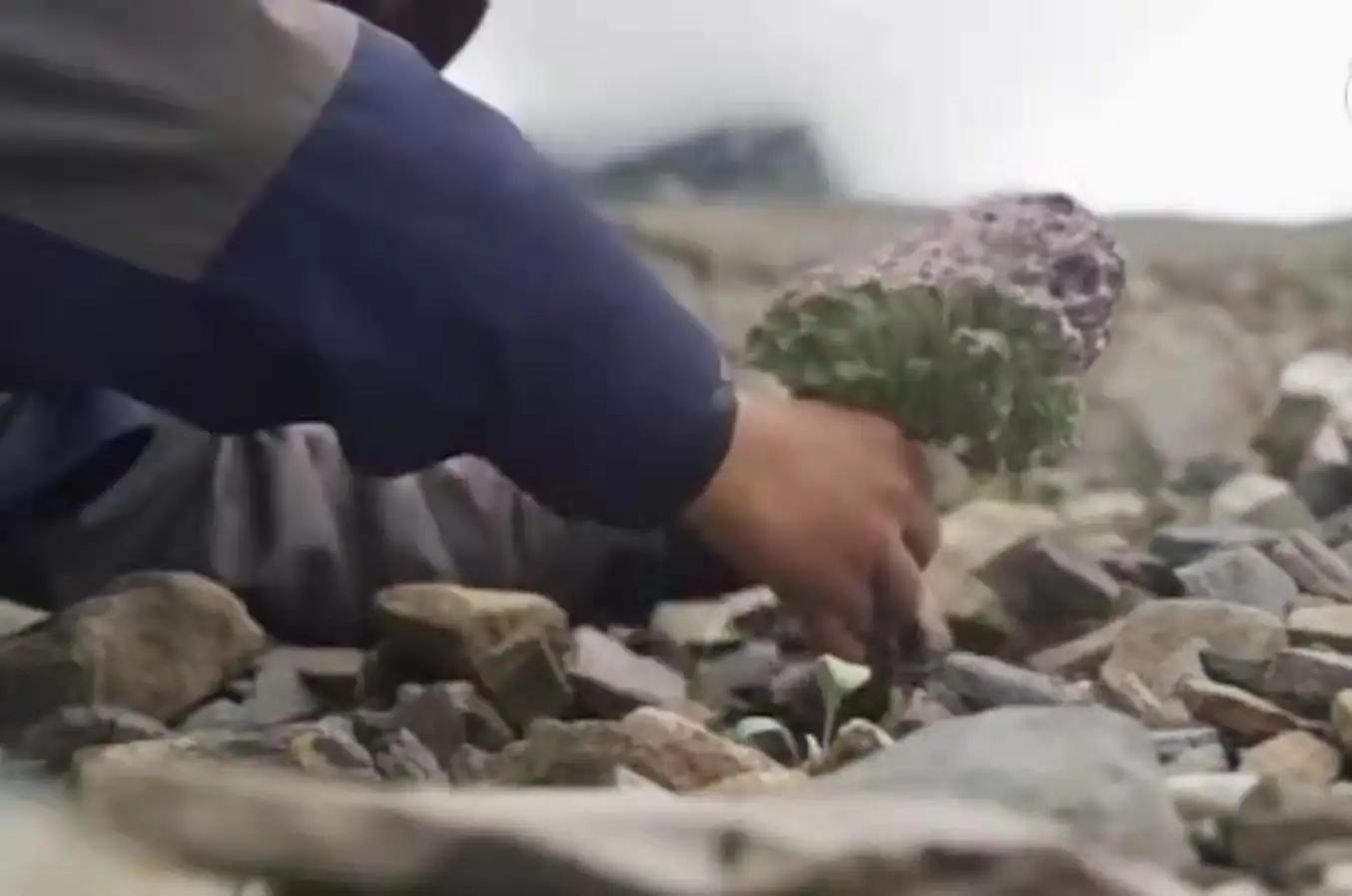 真刑，又有博主采挖“青藏雪莲花”！5-7年开花一次，开完就死亡