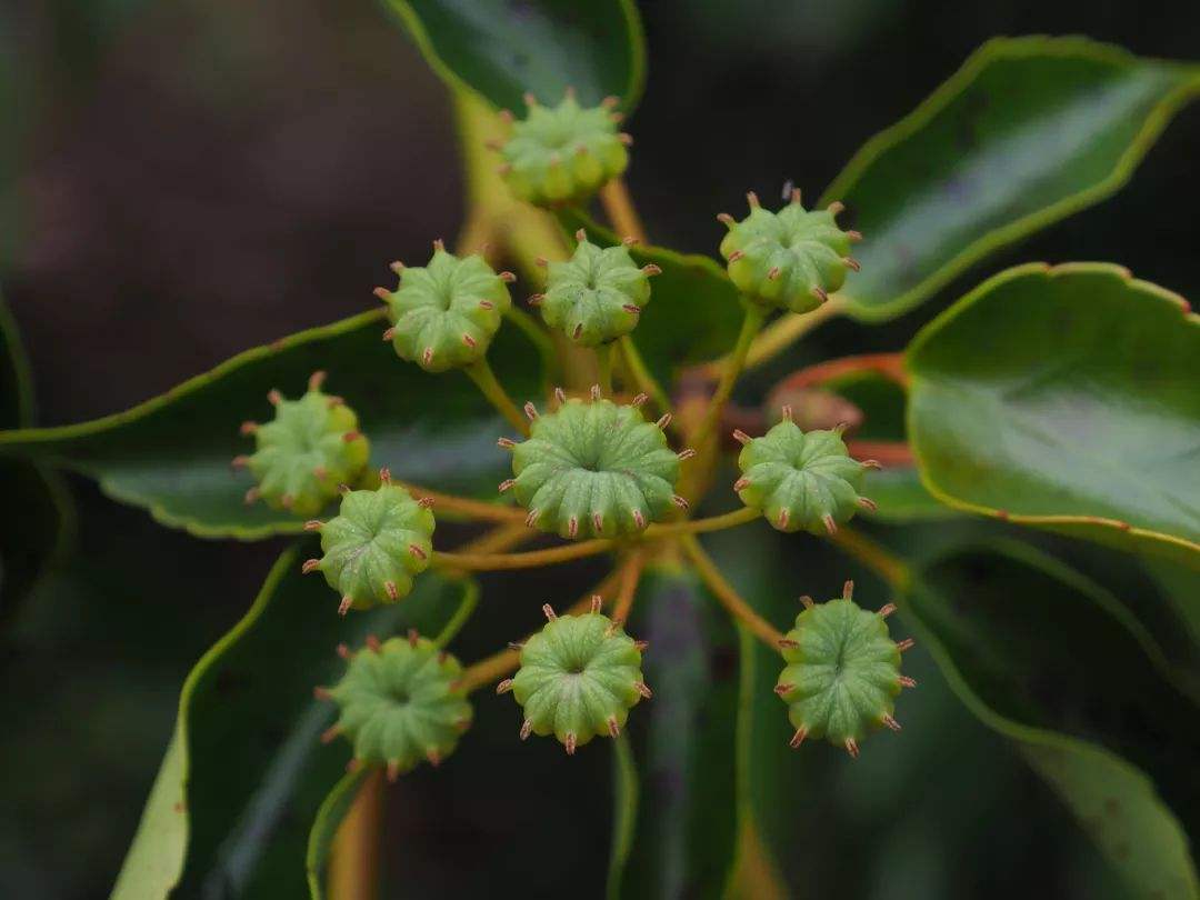 《中国大百科全书（第2版）》读书笔记03147-被子植物门