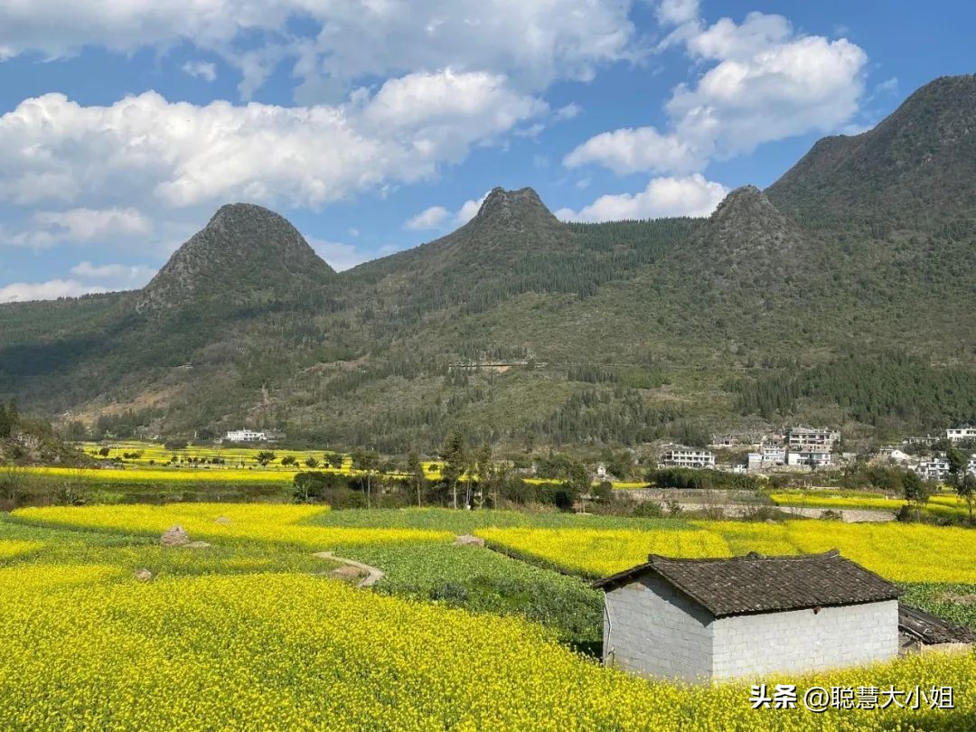 贵州兴义万峰林油菜花盛开时期,贵州兴义风景区万峰林