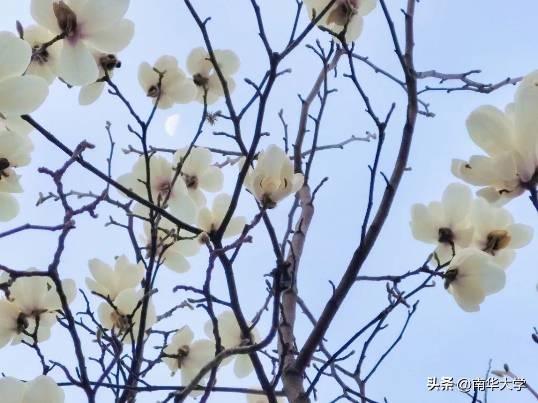南华大学校花全集,校花南华大学
