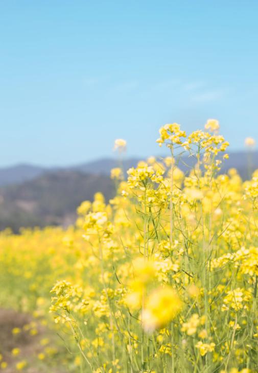 油菜花开写春意,油菜花开闪金光的诗句