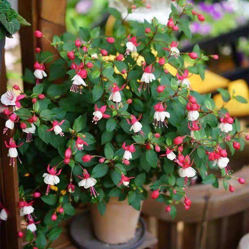 这10种花冬天最怕水越浇越死,5种花浇不死浇水越多长得越旺