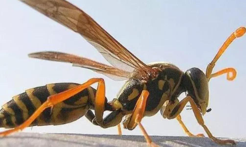 中国十大毒蜂王,十大毒蜂王分别是什么