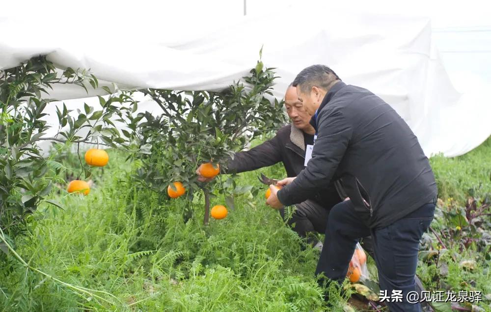 龙泉附近的农庄,龙泉生态农庄