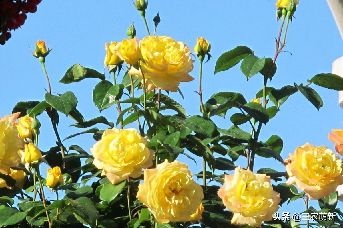 带你认识十种月季,介绍各种月季花的特点