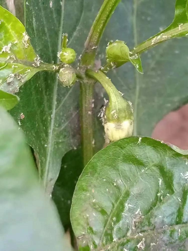 辣椒蚜虫和蓟马怎么治最快,辣椒上的白色蚜虫怎样彻底消灭