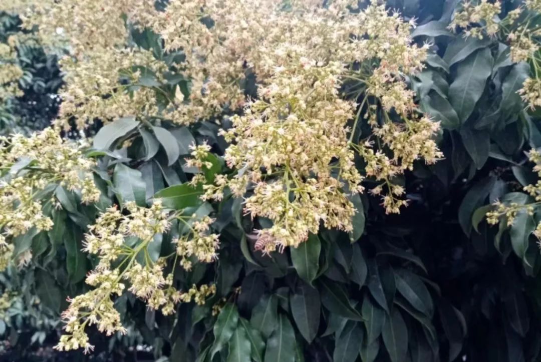 吃了很多个荔枝才发现里面有虫,吃了荔枝里面有白色的虫