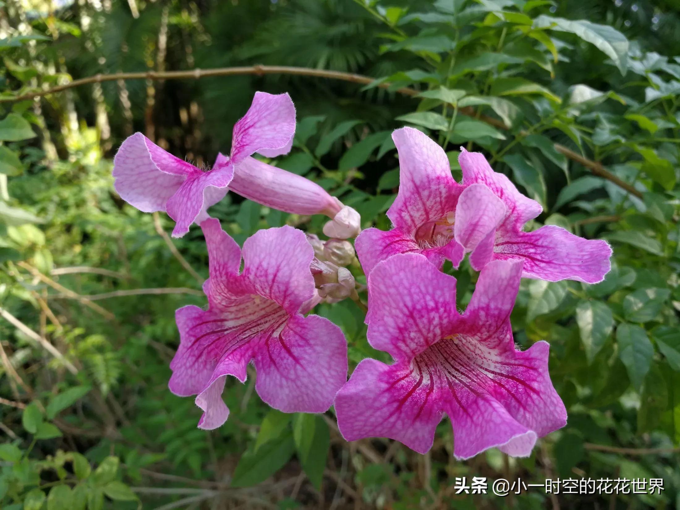 母亲节送母亲寓意最好的花,母亲节鲜花什么花好看