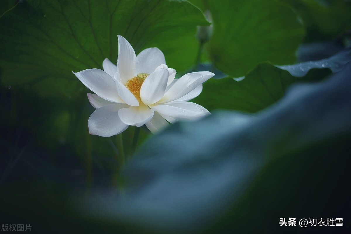 白荷花原创诗,水墨荷花诗句经典名句大全