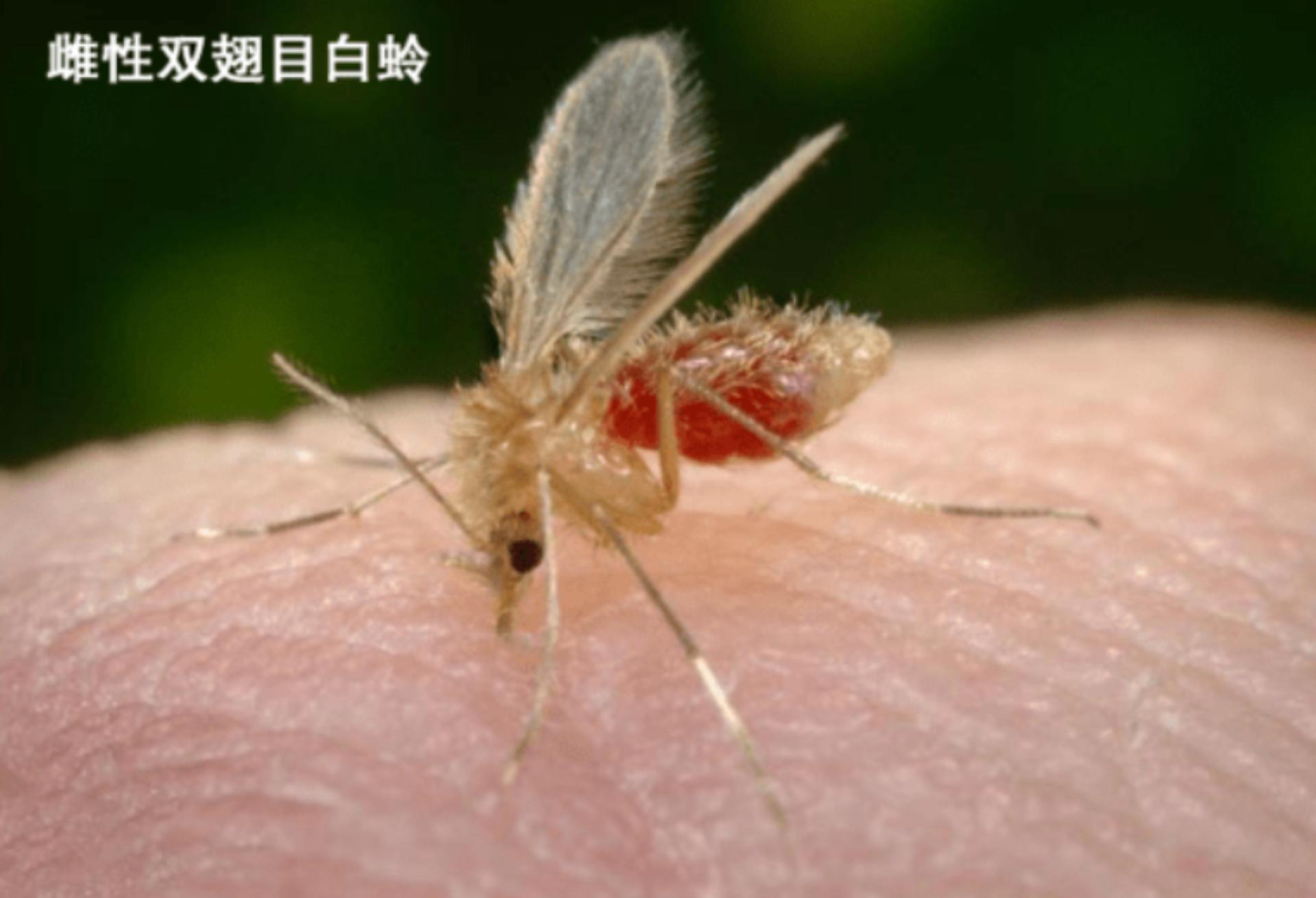 黑热病怎么样才算治愈了,狗狗黑热病如何预防