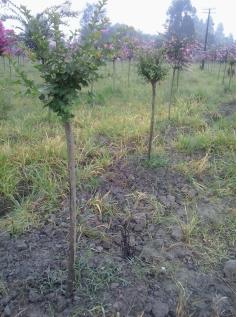 紫薇用水泡生根,紫薇泡水