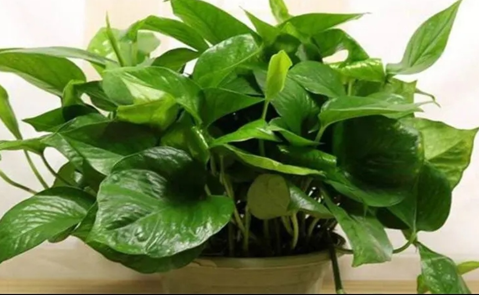 绿萝疯长,绿萝生长更快满屋绿油油