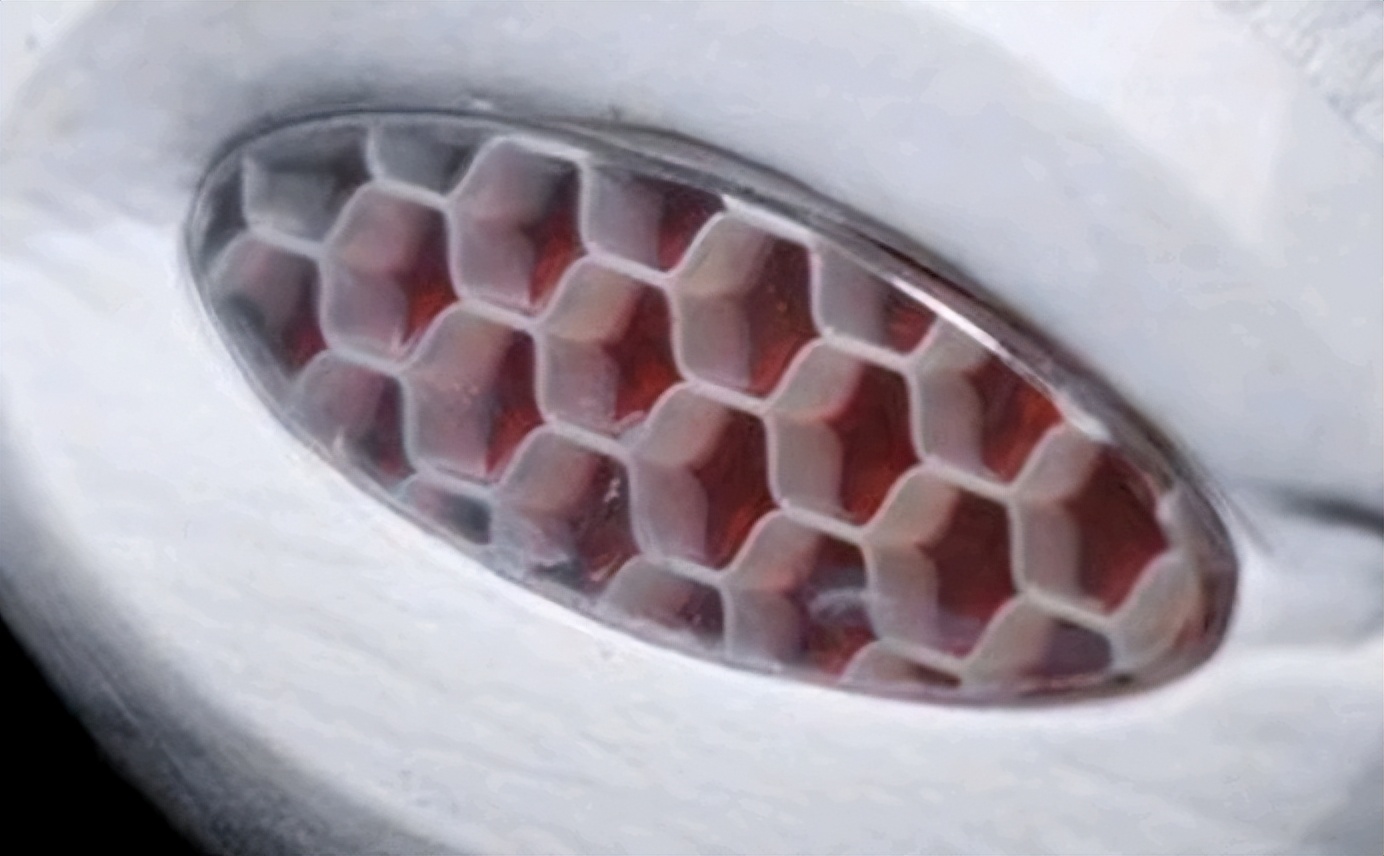 锐步reebokpremierpumpdmx,结构和材料缓震跑鞋