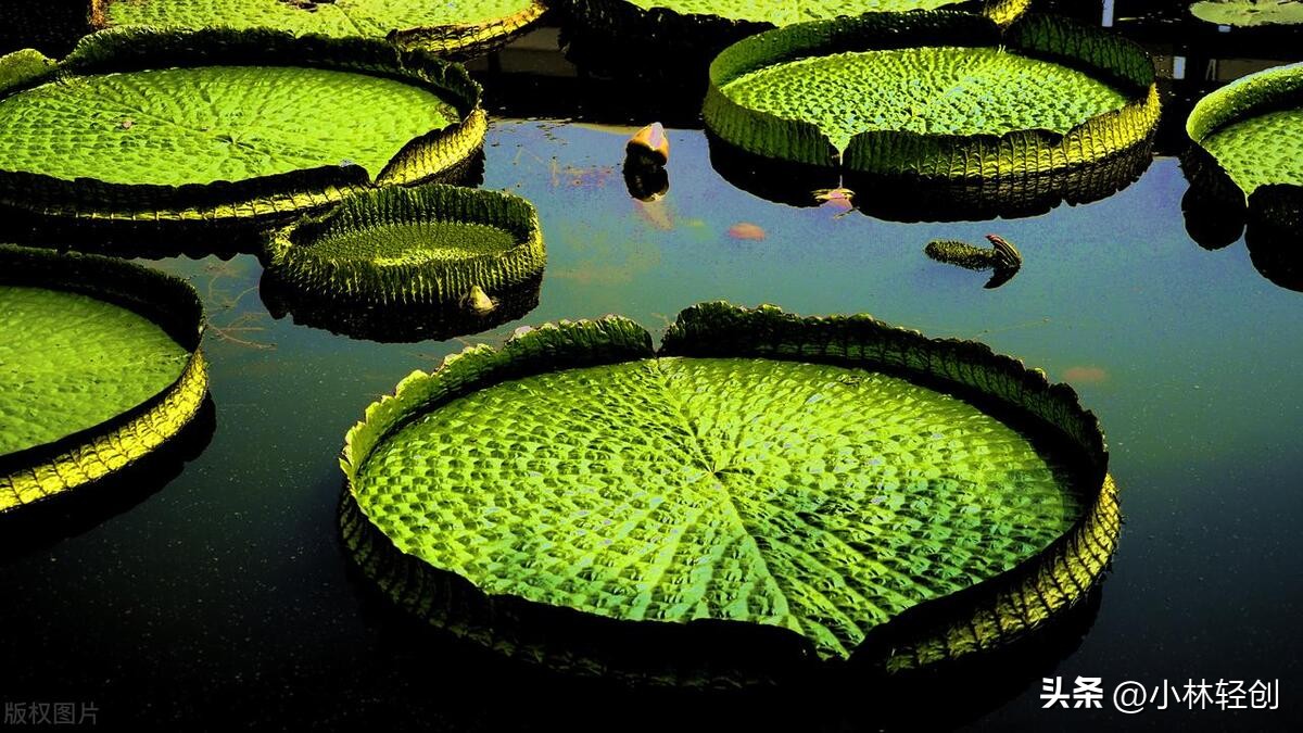 广东佛山旅游必去十大景点推荐,广东佛山顺德十大旅游景点