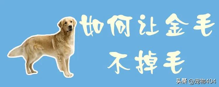 金毛在家里养总掉毛有什么好办法,穷人养3个多月的金毛最好的方法