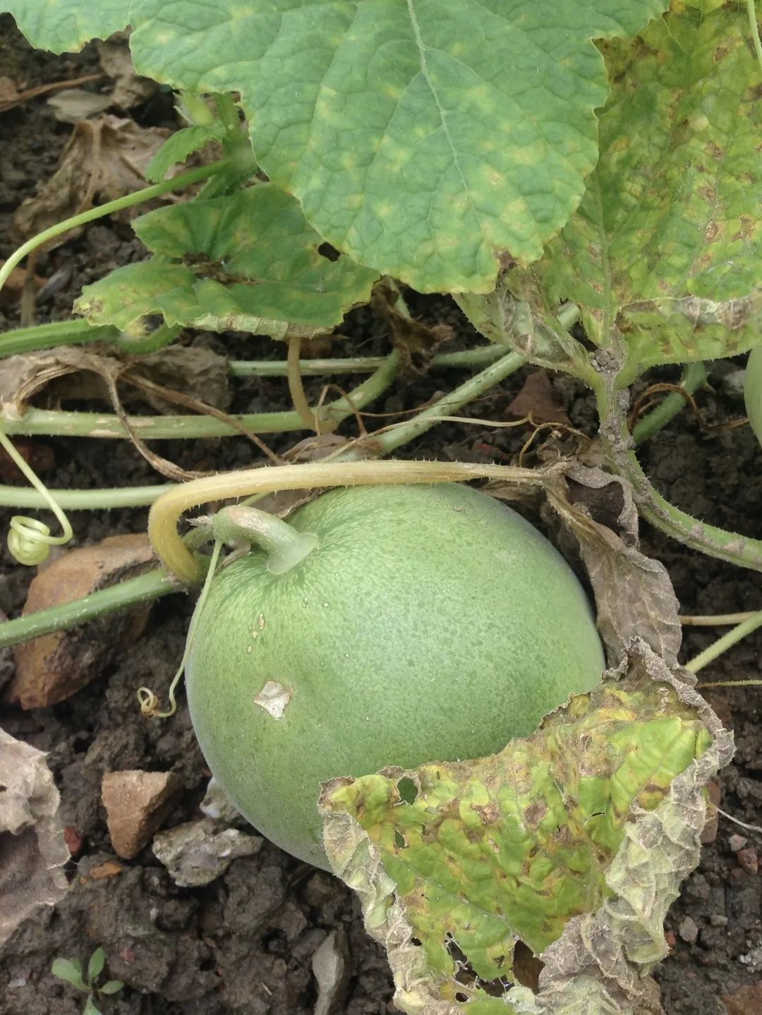 道仙草｜水瓜的“水分”