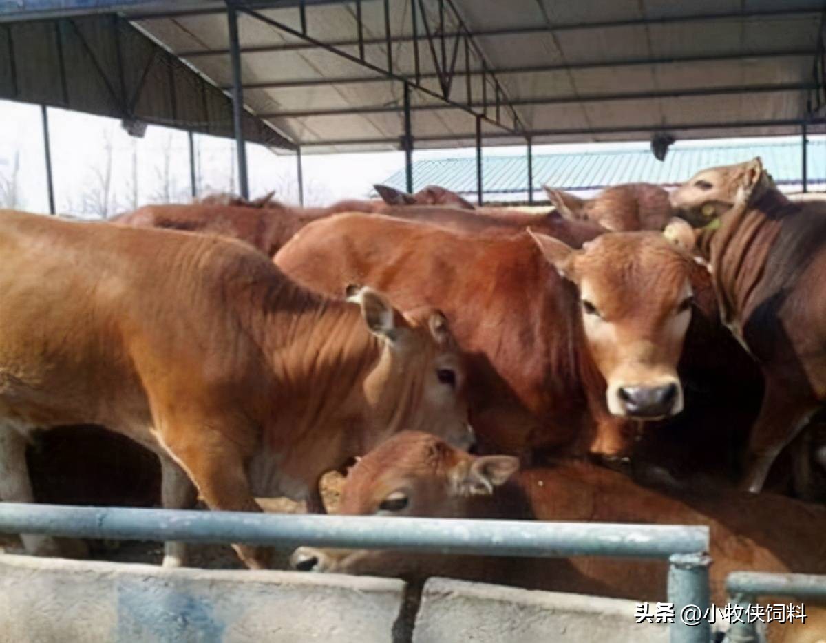 牛流鼻涕如何防治,牛流鼻涕怎么治疗最快