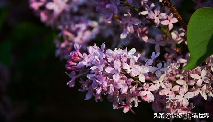 忻州一日游五台山雁门关忻州古城,五台山雁门关忻州古城三日游