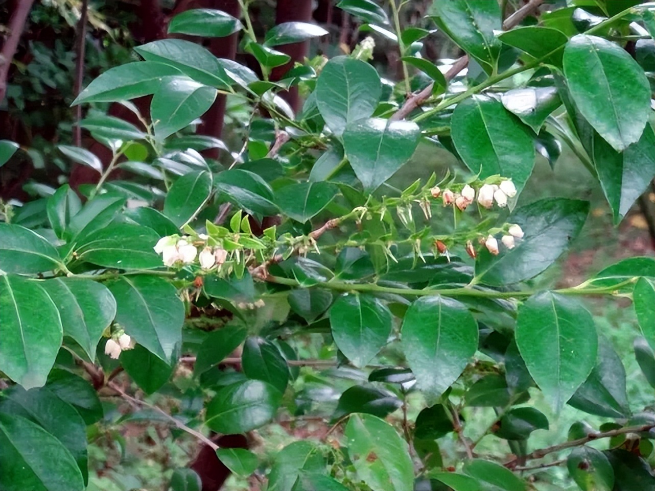 野生蓝莓叶怎么制作汁,蓝莓可以做成什么甜食