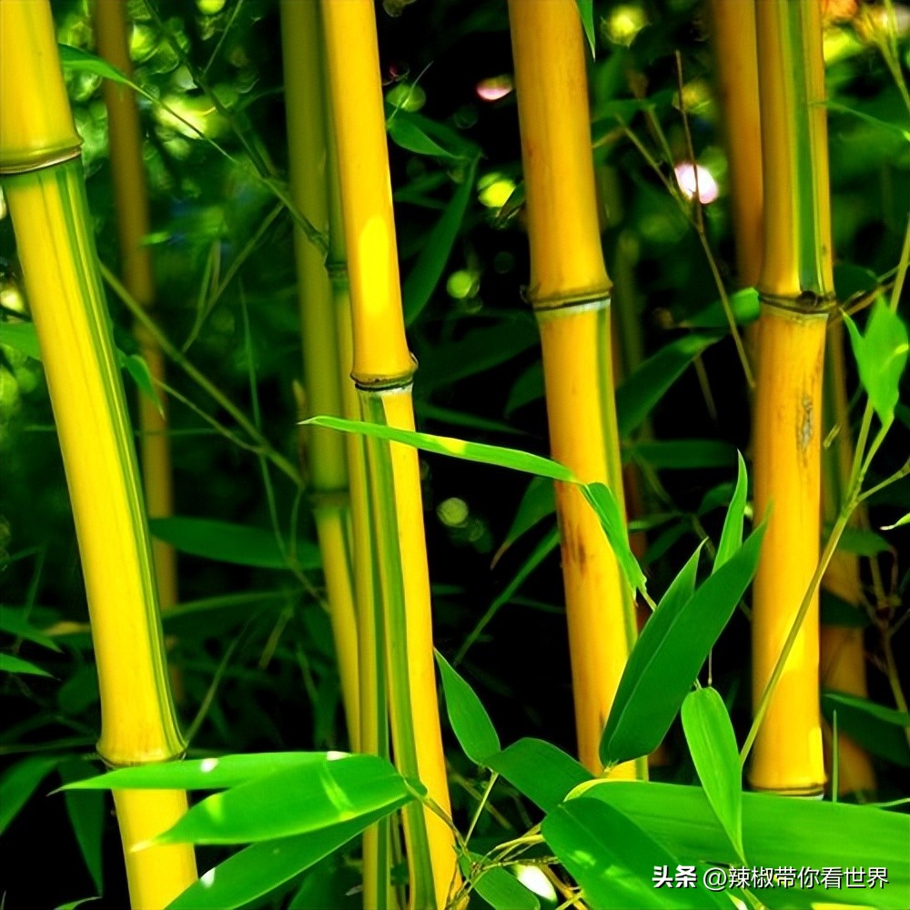 外地旅游连云港好吃的美食推荐,连云港旅游推荐美食