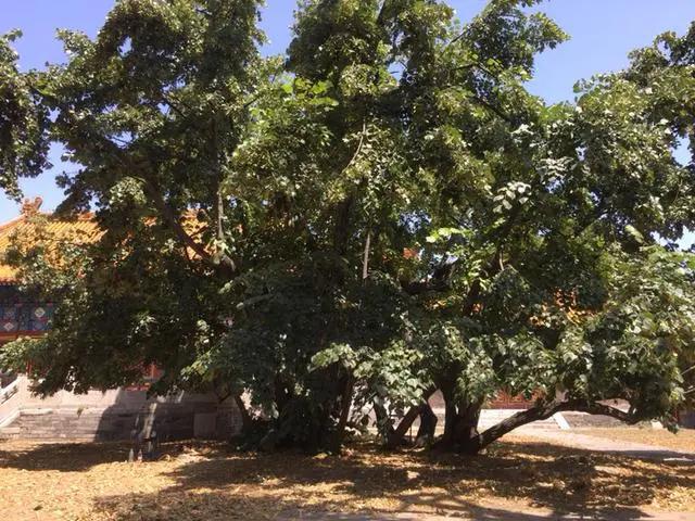 如何识别一条手串珠的好坏,怎么样识手串珠的好坏