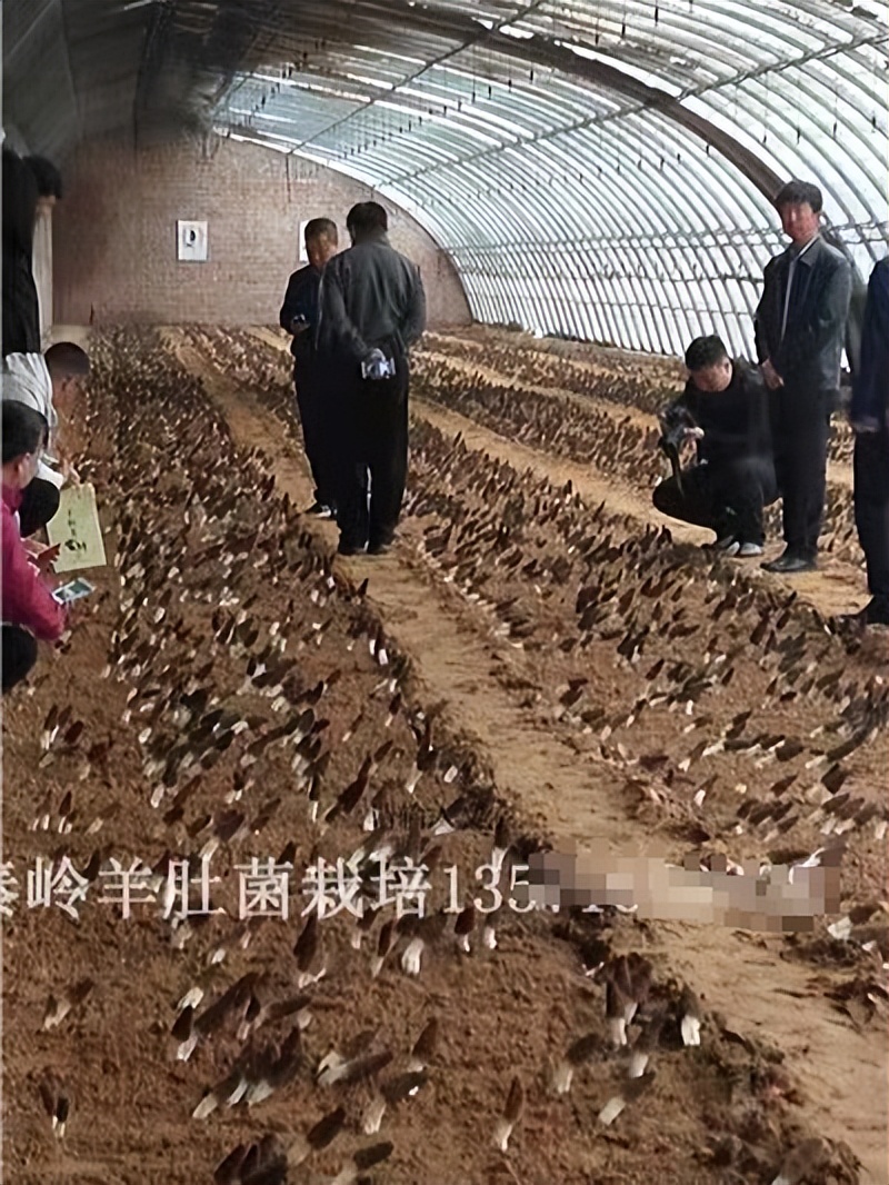 小型羊肚菌致富项目,羊肚菌山区农民致富的新宠