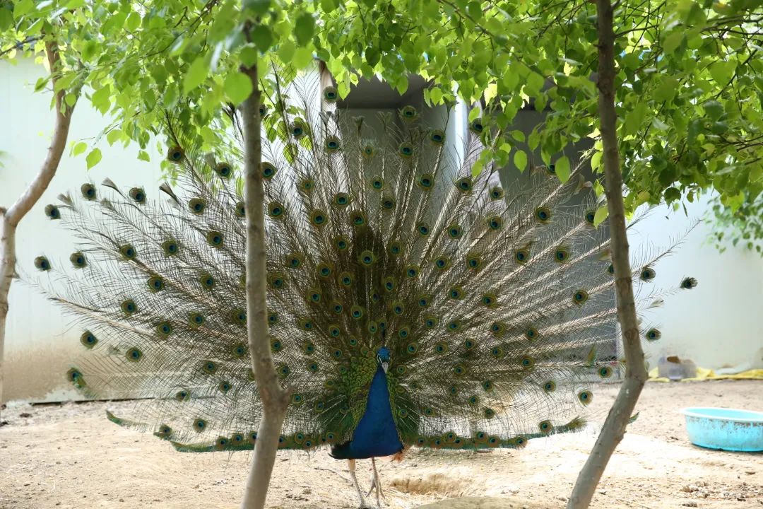 师大寻鸟记，这些小可爱，你都见过吗？