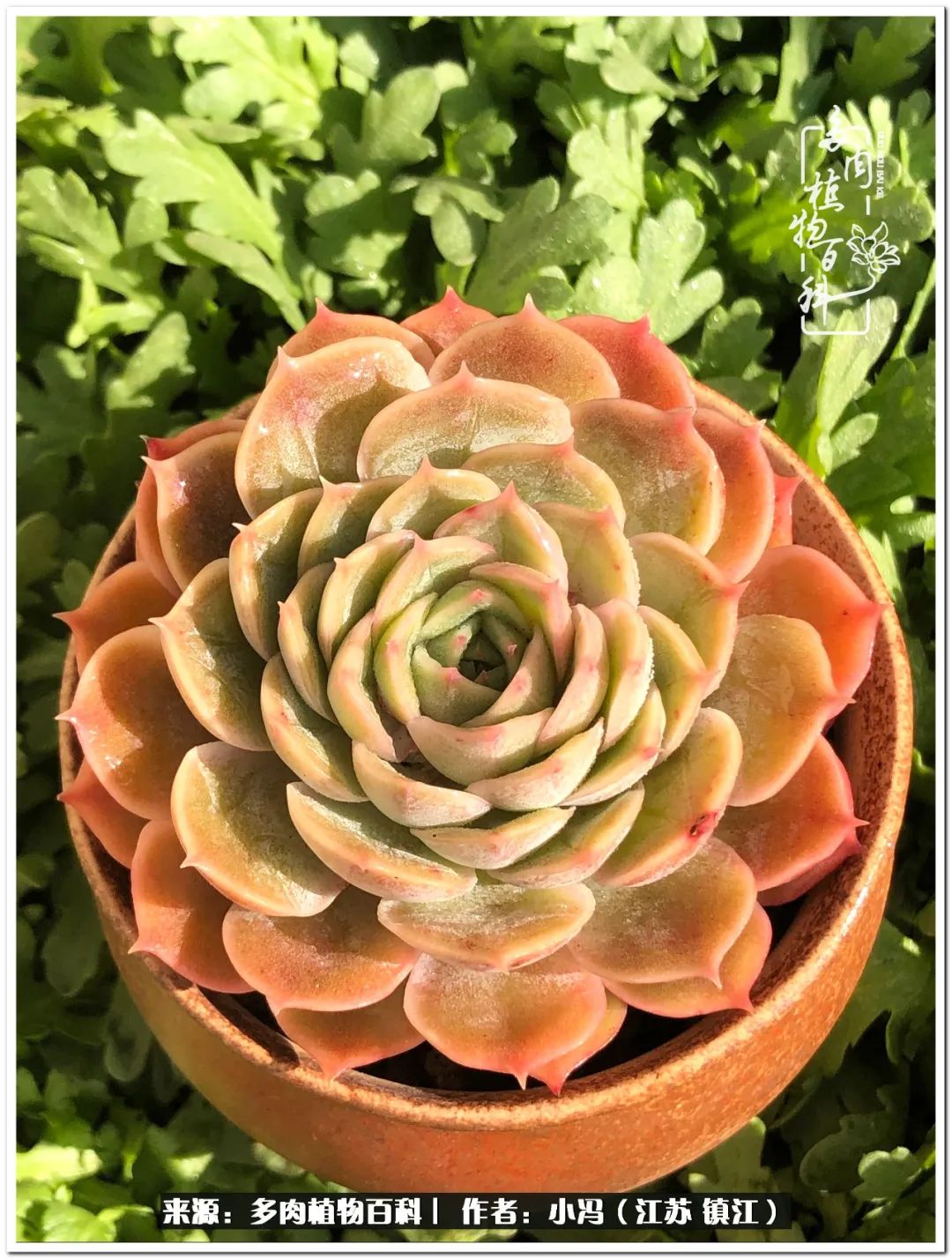 大棚养多肉为啥又肥又好看,10种公认最好养好看的多肉