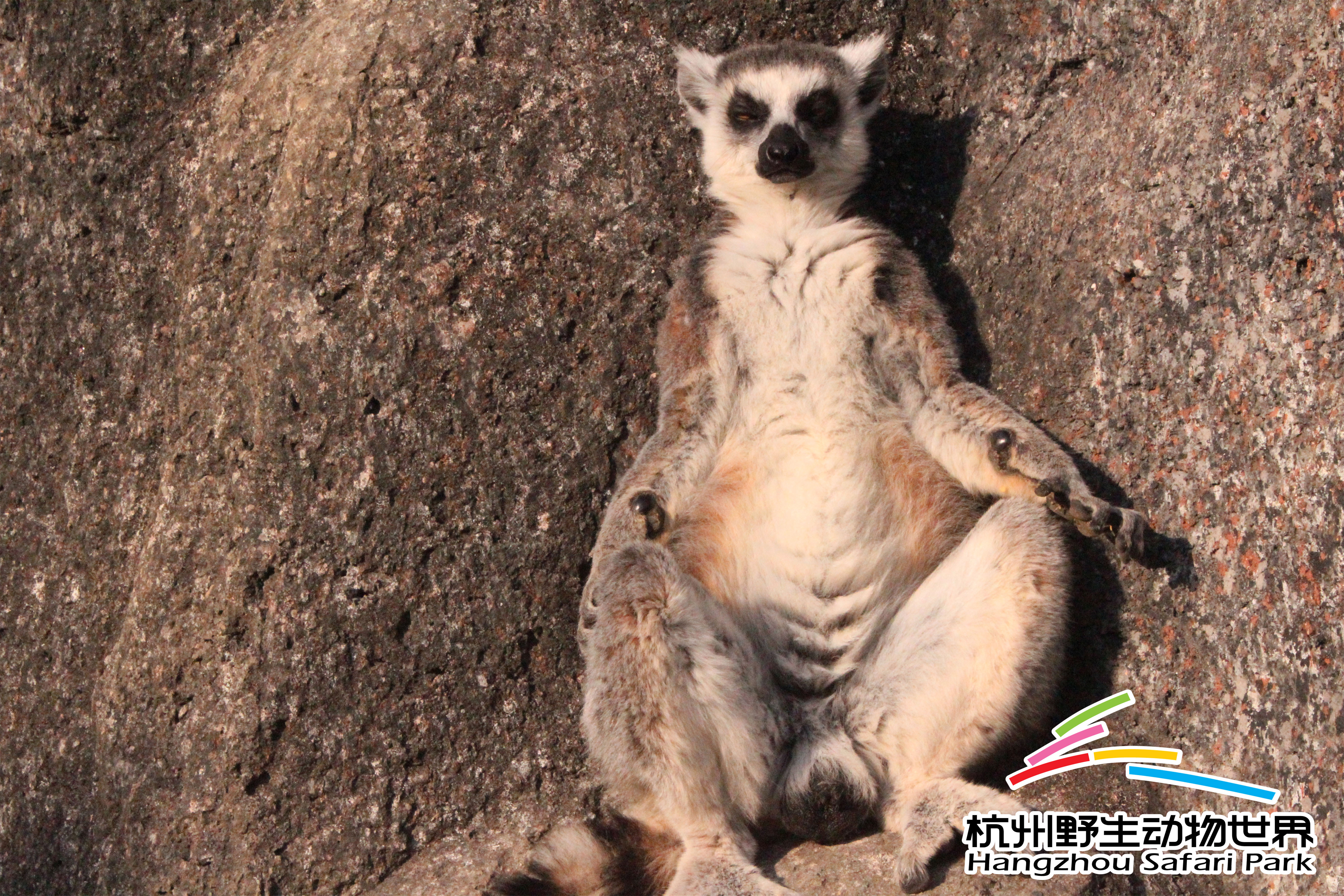 寒潮来袭冻真格,杭州野生动物世界过冬