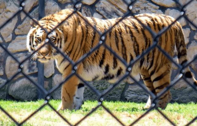 八达岭老虎咬人女子受伤情况,八达岭老虎伤人事件女毁容