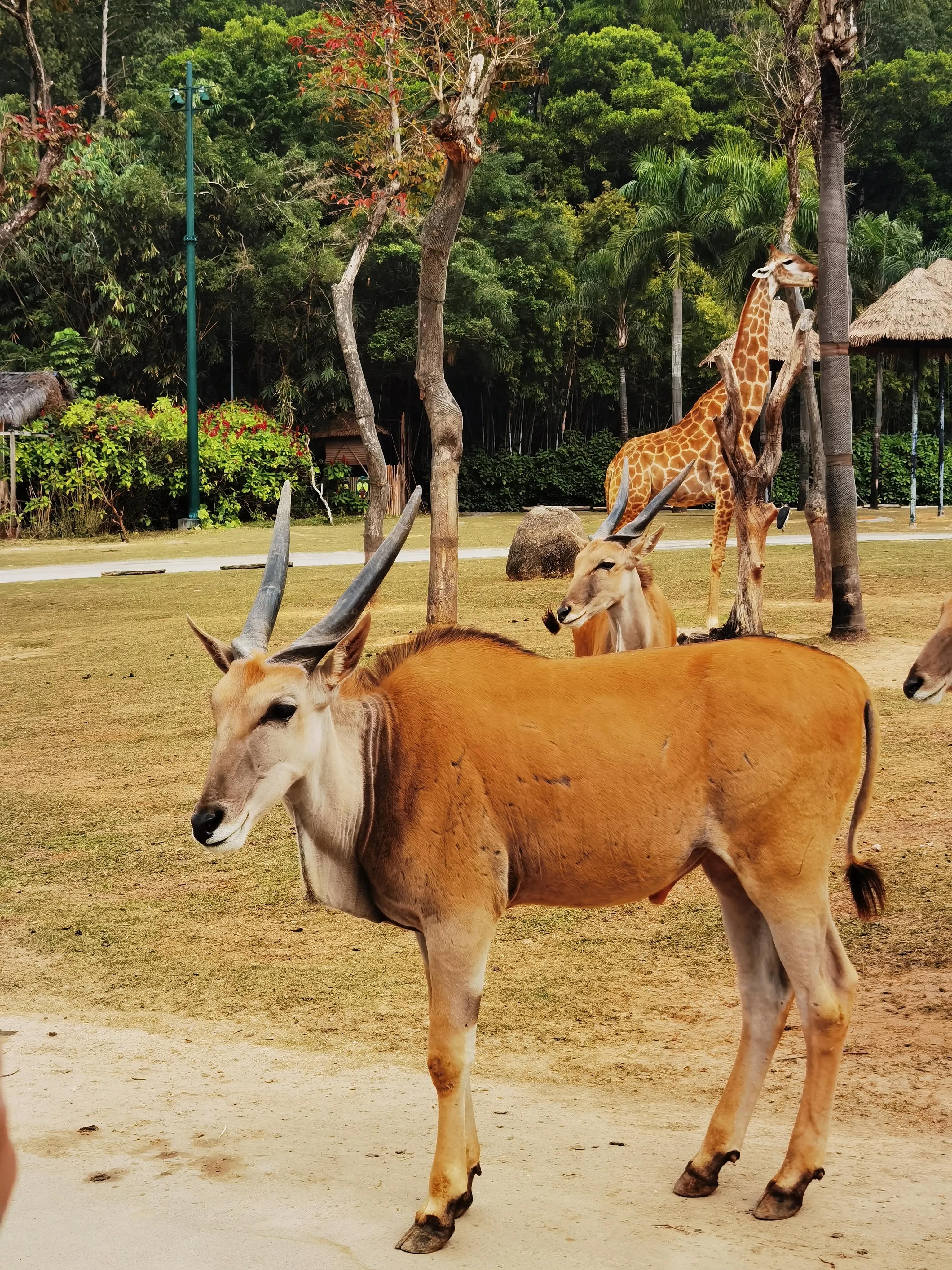 广州长隆野生动物园北门住宿,长隆野生动物园亲子游三天