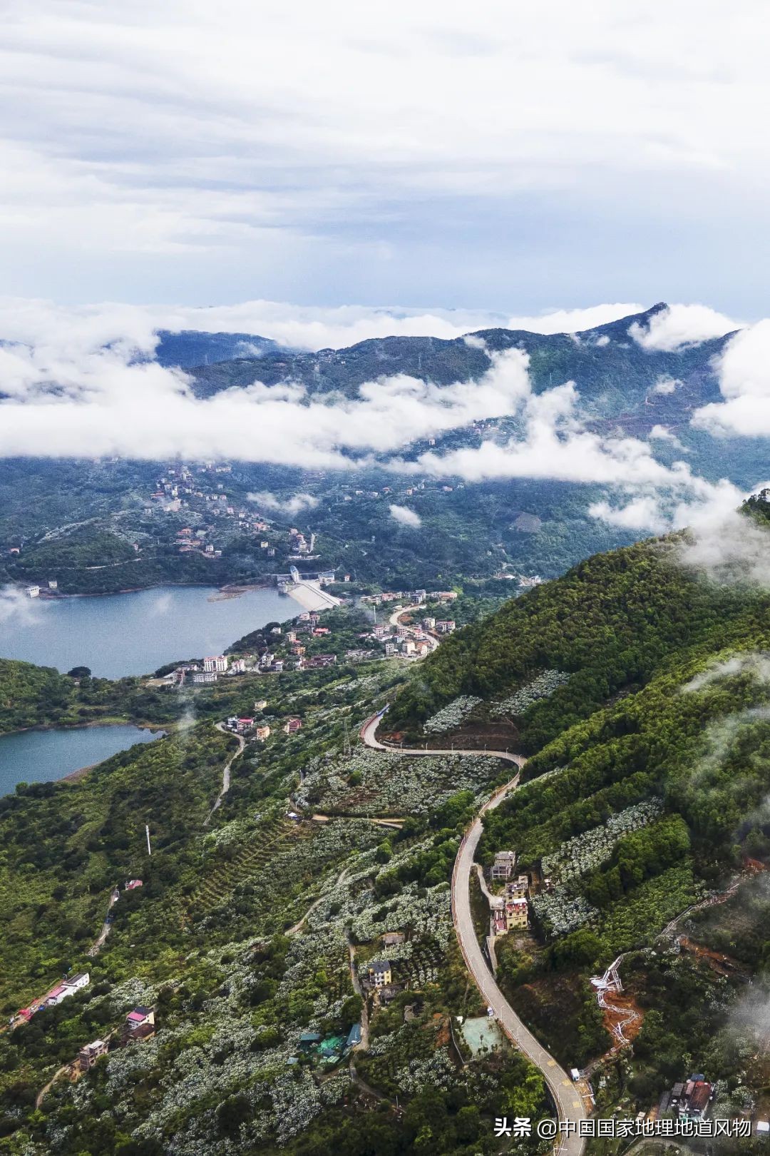 莆田荔枝龙眼枇杷,莆田的枇杷又大又甜