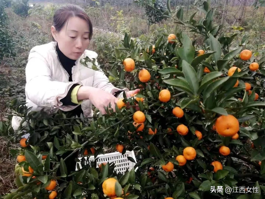 乡村振兴巾帼行动先进事迹,乡村振兴巾帼创新创业大赛