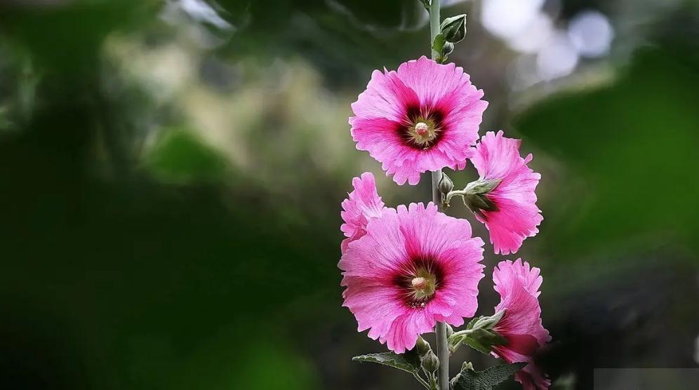 关于蜀葵的诗词名句,蜀葵花的古诗句