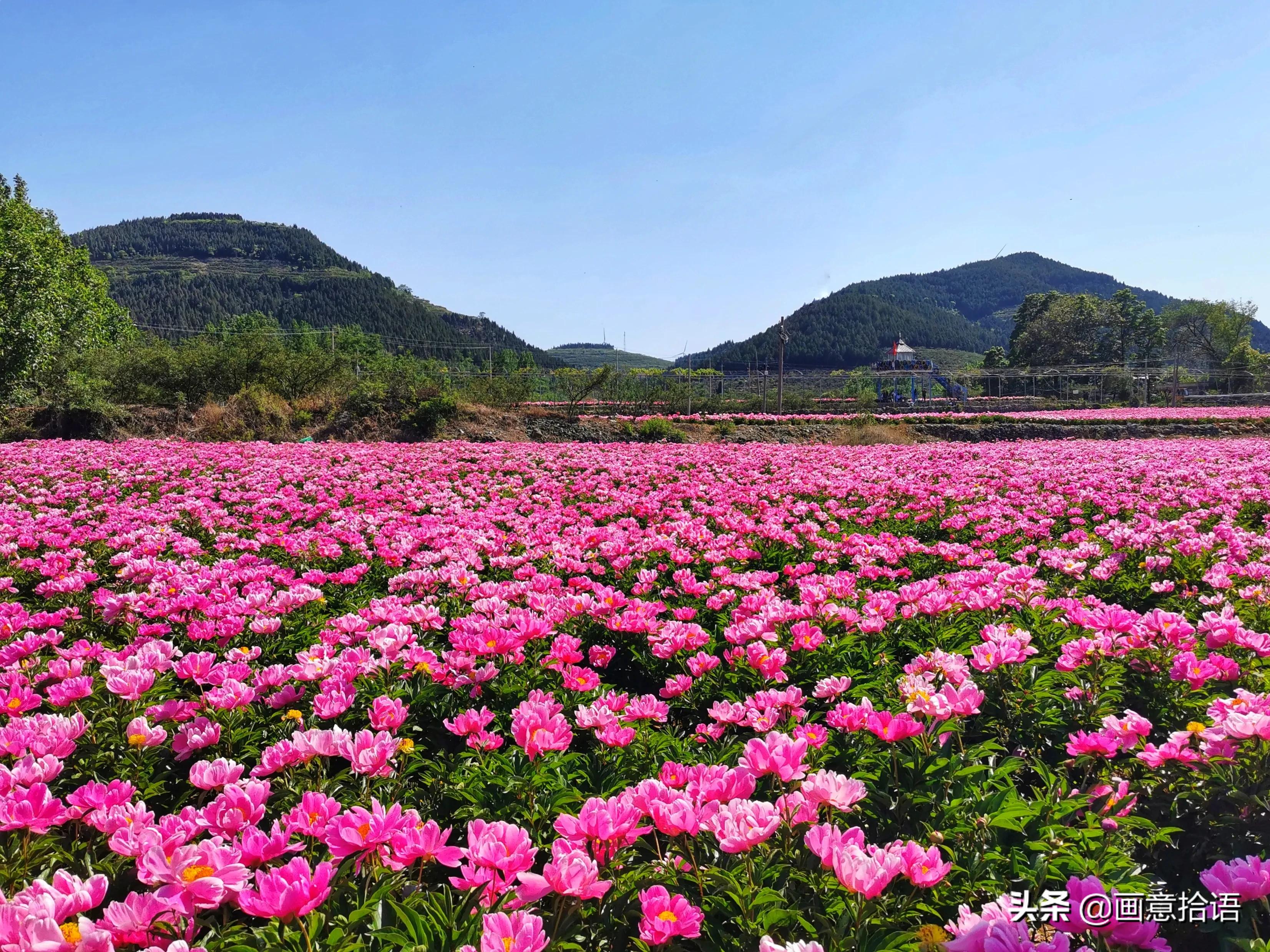 诗词鉴赏｜邀您领略春末夏初“花相之美”，您可知此花的传说故事