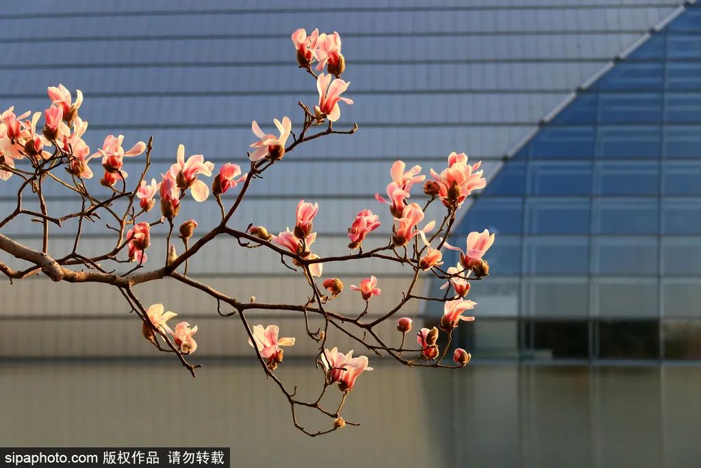 北京春花烂漫图,北京赏花梅花